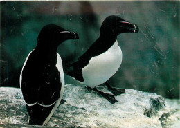 Delcampe - Animaux - Oiseaux - Oiseaux De Mer - Pingouins - Bretagne - CPM - Voir Scans Recto-Verso - Vogels