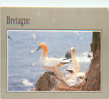 Delcampe - Animaux - Oiseaux - Oiseaux De Mer - Fous De Bassan - Bretagne - CPM - Voir Scans Recto-Verso - Vogels