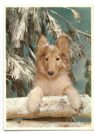 Delcampe - Dog Hund Chien Hond Foto Prentkaart AK Photo Carte Postale - Honden
