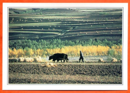 Delcampe - Asie CHINE Labour En Mongolie - Géographie