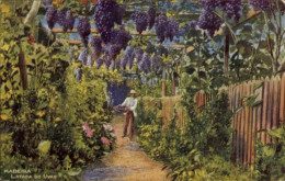 Delcampe - CPA Insel Madeira Portugal, Weintrauben - Altri & Non Classificati