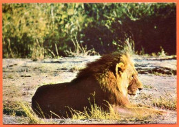 Delcampe - Animal Lion  Carte Vierge TBE - Leeuwen