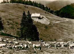 Delcampe - Krunkelbachhuette 1300m Bernau Schwarzwald Panorama Viehherde - Bernau
