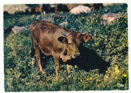 Delcampe - Vaches Dans Les Alpes - Cows
