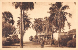 Delcampe - DAHOMEY - COTONOU - UNE AVENUE BORDEE DE COCOTIERS - Dahome