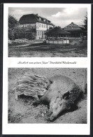 Delcampe - AK Itzenbüttel üb. Buchholz, Gasthof Zum Grünen Jäger, Wildschwein Mit Frischlingen - Buchholz