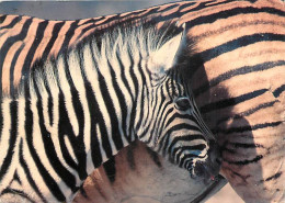Delcampe - Animaux - Zèbres - Jeune Zèbre - CPM - Voir Scans Recto-Verso - Cebras