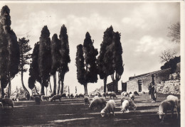 Delcampe - #MONTEFIOLO- ASPRA SABINA- IL PRATO DELLA CASA DELLE BENEDETTINE - Rieti