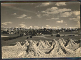 Delcampe - Ammelsdorf Panorama - Dippoldiswalde