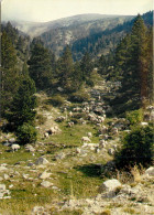 Delcampe - CPM Roussillon Massif Du Canigou Brebis A L Estive - Roussillon