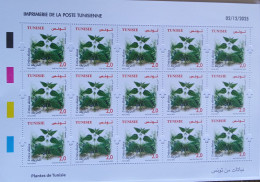 Delcampe - 2025 Tunisie Tunisia Plantes Médicinales Set 3 Feuilles Entières Full Sheet Coloquinte Ortie Genévrier - Plantas Tóxicas