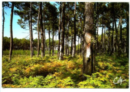 Delcampe - CPSM  10.5 X 15 Landes  Forêt  Landaise  Postée Du Vieux Boucau    Carte "toilée" - Vieux Boucau