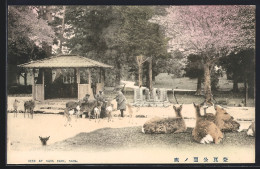 Delcampe - AK Nara, Deer At Nara Park - Other & Unclassified