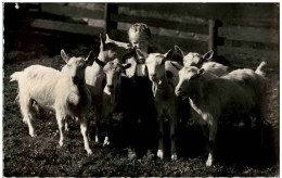 Delcampe - Ziegen Goat - Autres & Non Classés