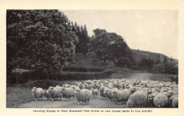 Delcampe - B159 Droving Sheep In New Zealand Home Of The Finest Lamb In World Postcard - Neuseeland
