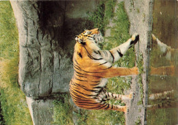 Delcampe - [-30%] ANIMAUX & FAUNE - Tigres - Un Triste En Train De Se Promener Près Dun Source Deau - Carte Postale Ancienne - Tiger