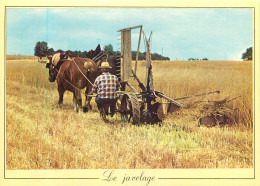 Delcampe - LES METIERS D'ANTAN LE JAVELAGE - Landwirtschaftl. Anbau