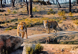 Delcampe - 83-FREJUS-N°T2773-C/0057 - Frejus