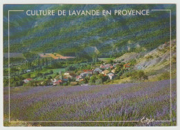 Delcampe - LAVANDE : Lot De 47 Cartes Postales Différentes. - Blumen