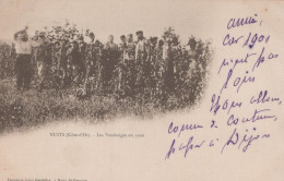 Delcampe - 21 / NUITS SAINT GEORGES  / LES VENDANGES EN 1900 / RARE PRECURSEUR - Nuits Saint Georges