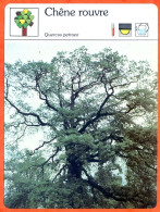 Delcampe - CHENE ROUVRE Arbre Bois Fiche Illustrée Documentée Arbres - Autres & Non Classés