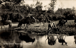 Delcampe - CPA Transvaal Südafrika, In The Game Reserve, Herde Am Ufer - Südafrika