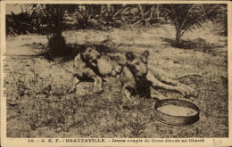 Delcampe - CPA Brazzaville Französisch Kongo, Junges Löwenpaar In Freier Wildbahn Aufgezogen - Südafrika