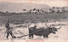Delcampe - SINGAPOUR - Buffalo In The Paddy Field - 1908 - Singapour