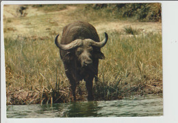 Delcampe - Dav :  Afrique :animal , Buffalo - Non Classés