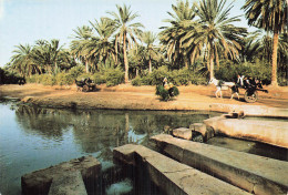 Delcampe - TUNISIE TOZEUR LE PARTAGE DES EAUX - Tunisie