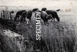 Delcampe - Zoutenaaie - Weidelandschap - Veurne