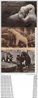Delcampe - 2 Cpa + 2cp   (  Animaux)      Les OURS Ref E.0846 - Ours