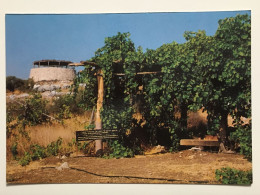 Delcampe - Israel - Neot Kedumim Biblical Landscape Reserve Near Ben Gurion Airport Tel Aviv Vineyard Of Isaiah Lod Edition - Israël