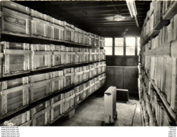 Delcampe - Pépinières Letourneau - Burgy - Chambre De Stratification - Sonstige & Ohne Zuordnung