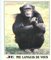 Delcampe - Animaux - Singes - Chimpanzé - Carte à Message - Carte Neuve - CPM - Voir Scans Recto-Verso - Monkeys