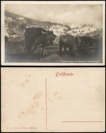 Delcampe - Echtfoto-AK Kühe Rinder Schlachtvieh Im „Magazin" (Oekörmezö) 1920 - Cows