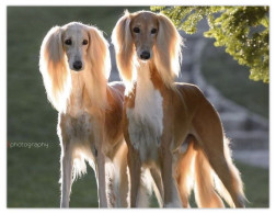 Delcampe - India 2025 Saluki Dog - MINT / BLANK Maxim / Picture Post Card PPC As Per Scan - Hunde
