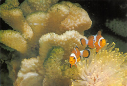 Delcampe - TH-POISSONS-N°TB3569-B/0059 - Fish & Shellfish