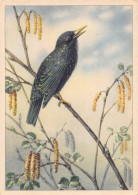 Delcampe - Animals Birds Common Starling Nature Vintage Postcard B845 - Autres & Non Classés