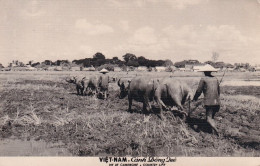 Delcampe - DE Nw27- VIETNAM - VIE DE CAMPAGNE - ATTELAGES BOEUFS , BUFFLES - PAYSANS AUX CHAMPS - Vietnam