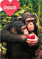 Delcampe - Animaux - Singes - Chimpanzé - Carte à Message - Collection Bubble's Cards - Carte Neuve - CPM - Voir Scans Recto-Verso - Singes