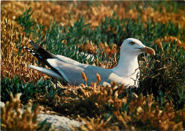 Delcampe - Animaux - Oiseaux - Oiseaux De Mer - Goélands Argentés - CPM - Voir Scans Recto-Verso - Oiseaux