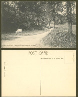 Delcampe - Jersey Jolie Coin Ste Marie A Quiet Nook In St Mary's Cow Cattle Old Postcard FF - Sonstige & Ohne Zuordnung