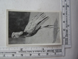 Delcampe - Vignette Chocolat Cemoi Rue Ampère Grenoble Les Bêtes Sauvages Baléniceps 243 - Sammlungen