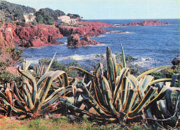 Delcampe - 83 SAINT RAPHAEL CALANQUE DES ROCHES ROUGES - Saint-Raphaël