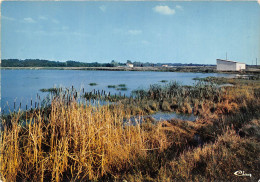 Delcampe - MONTECH La Pisciculture 8(SCAN RECTO VERSO)MA134 - Montech