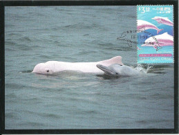 Delcampe - 32064 Carte Maximum - Hong Kong - Golfinho Corcunda - Dauphin à Bosse Soutalie Chinese White Dolphin - Sousa Chinensis - Maximumkarten