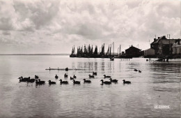 Delcampe - 80 LE CROTOY LES PITTORESQUES CANARDS DE LA BAIE - Le Crotoy