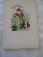 Delcampe - DESSIN CACTUS DES FLEURS ANIMEES GRANVILLE - Collections