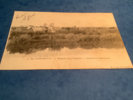 Delcampe - En Camargue  Précurseur Manade De L’amarre .juments à L’abreuvoir - Corrida